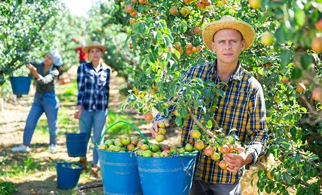 Where we sourching our fruits