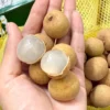 longan