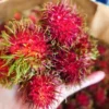 রামবুটান exported rambutan