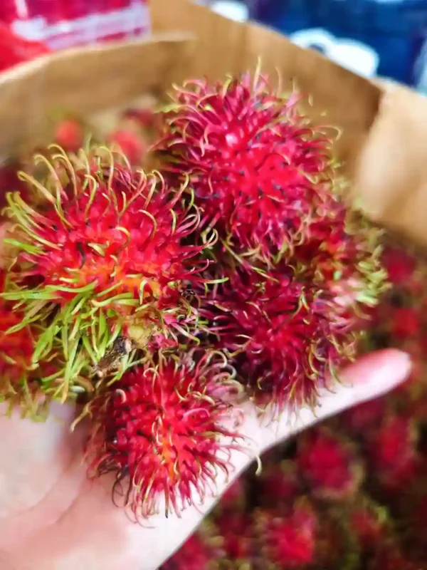 রামবুটান exported rambutan