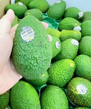 Premium Hass Avocado imported to Bangladesh - Fruitlandbd Imported Hass Avocados for sale in Bangladesh - Fruitlandbd