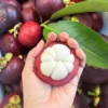 Premium Mangosteen imported to Bangladesh - Fruitlandbd