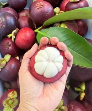 Premium Mangosteen imported to Bangladesh - Fruitlandbd Premium Mangosteen imported to Bangladesh - Fruitlandbd
