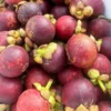 Sweet imported Mangosteen fruit in Bangladesh - Fruitlandbd