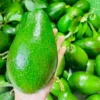 premium-thai-avocado-fruitlandbd. Premium Thai Avocado imported from Thailand - Fruitlandbd