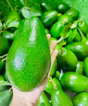 premium-thai-avocado-fruitlandbd. Premium Thai Avocado imported from Thailand - Fruitlandbd