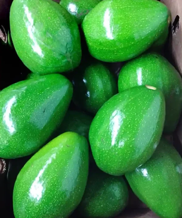thai-avocado-fruit-bangladesh thai-avocado-fruit-bangladesh