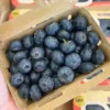 Imported Blueberry